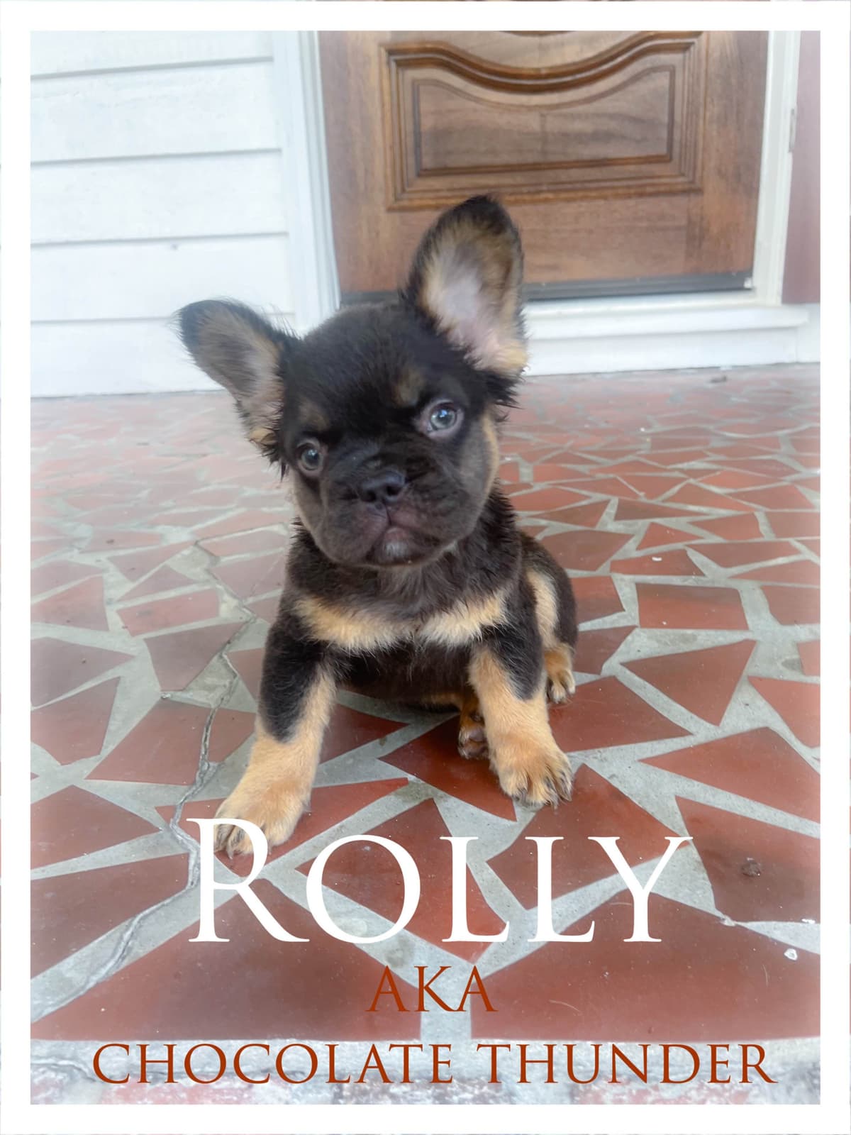 French Bulldog Puppies breeder image 13