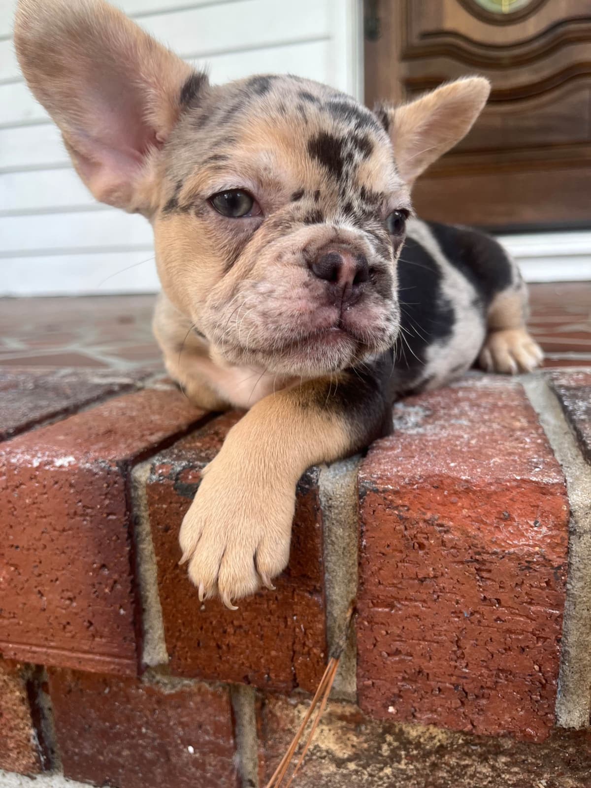 French Bulldog Puppies breeder image 14