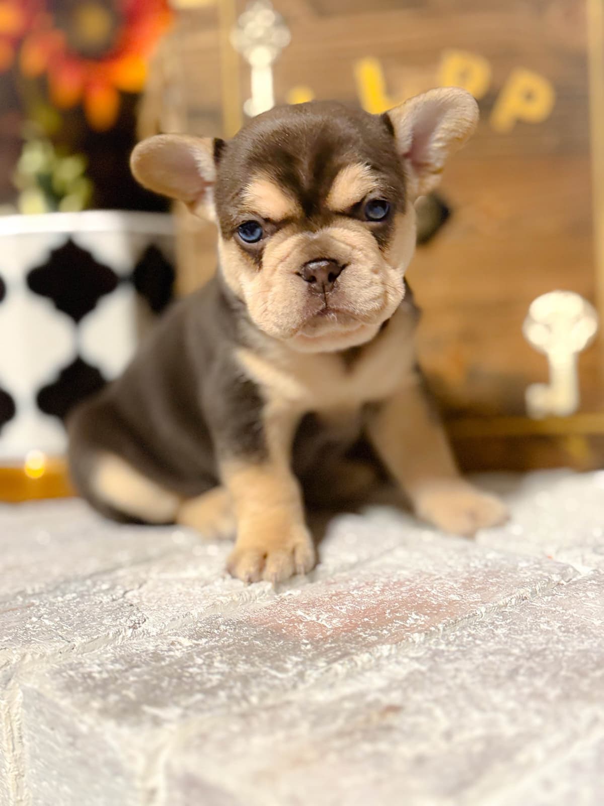 French Bulldog Puppies breeder image 15