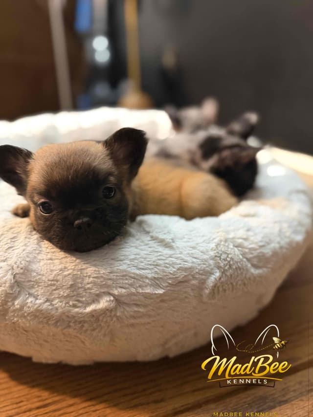 French Bulldog Puppies media 3