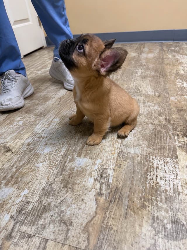 French Bulldog Puppies media 5