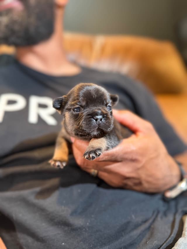 French Bulldog Puppies media 3