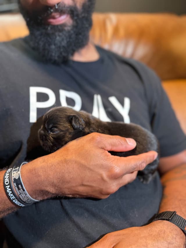 French Bulldog Puppies media 4