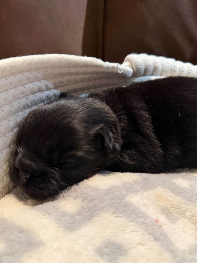 French Bulldog Puppies media 5