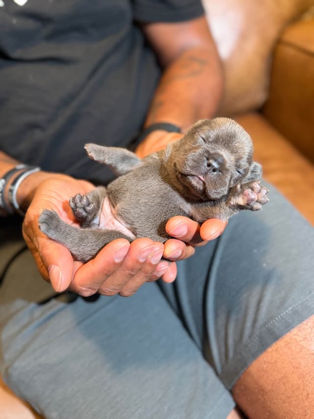 French Bulldog Puppies media 6