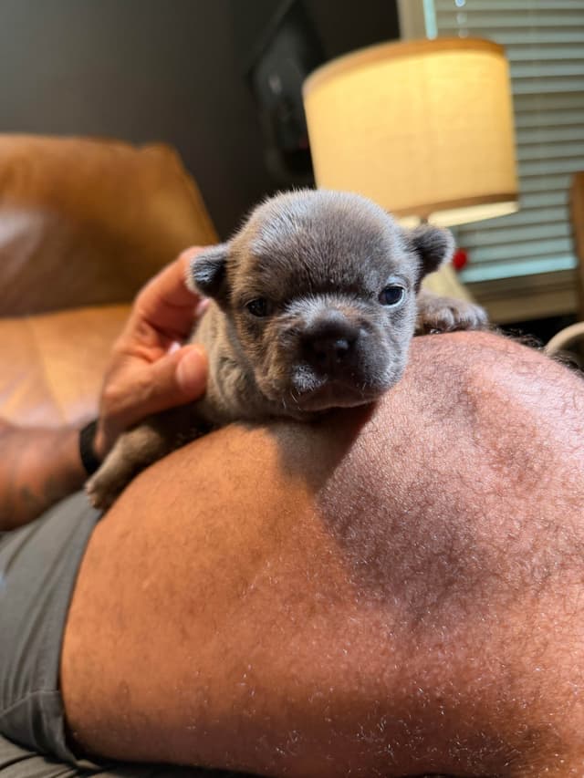 French Bulldog Puppies media 7