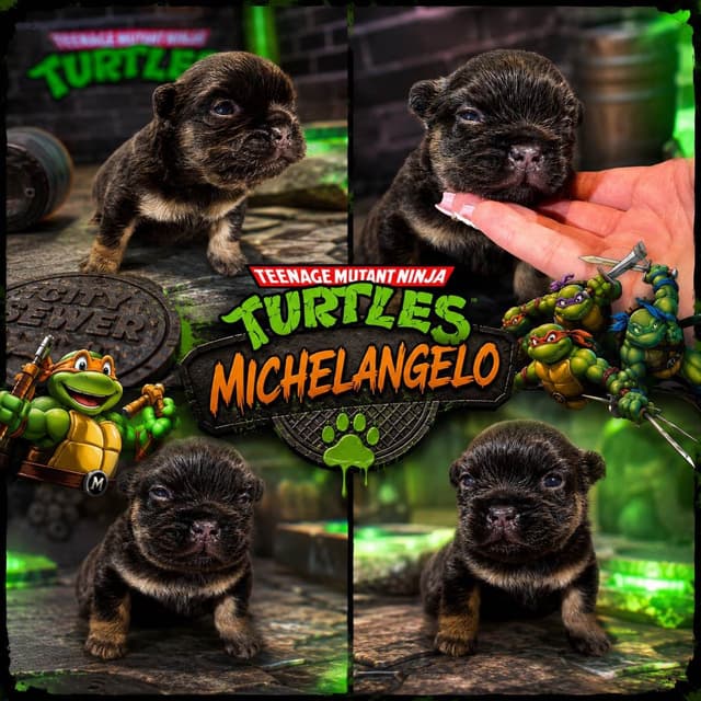 French Bulldog Puppies media 2