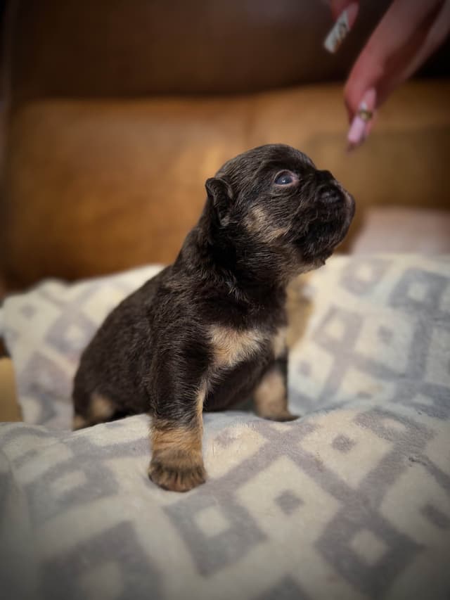 French Bulldog Puppies media 8