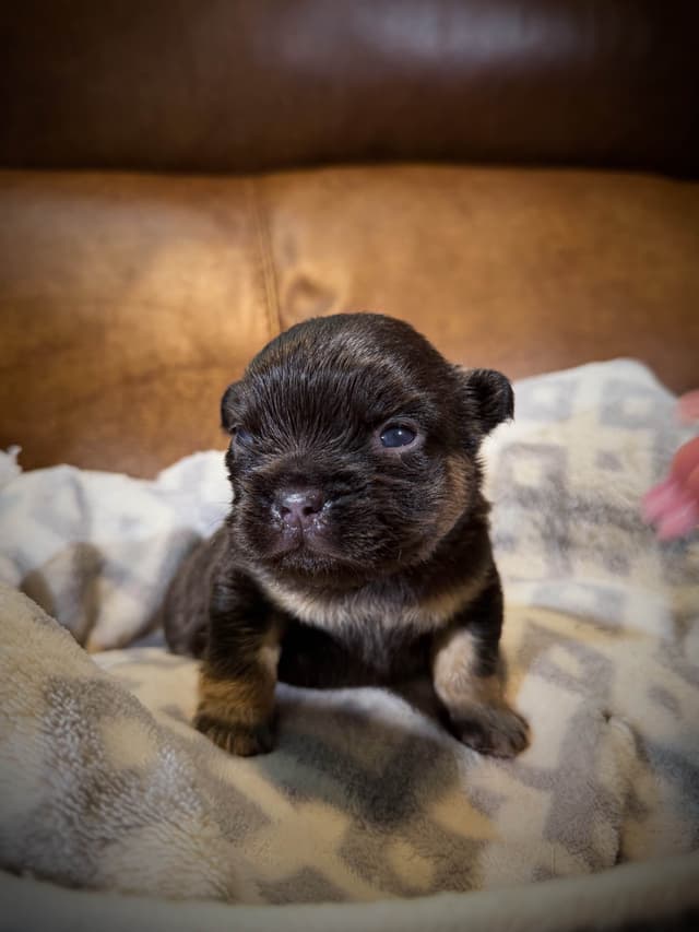 French Bulldog Puppies media 10