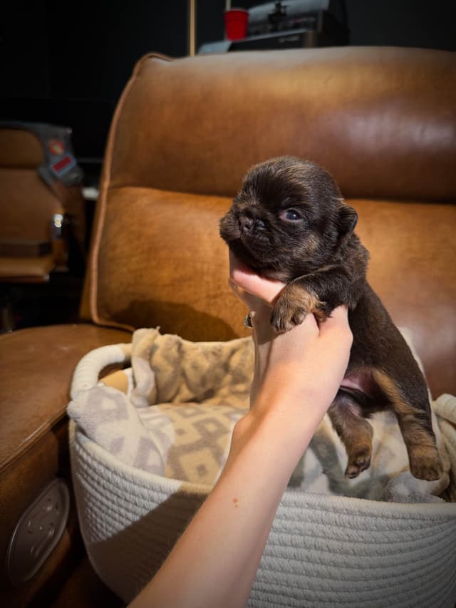 French Bulldog Puppies media 11