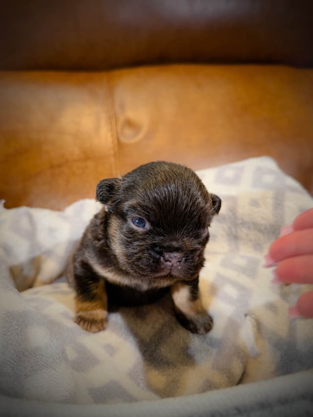 French Bulldog Puppies media 7