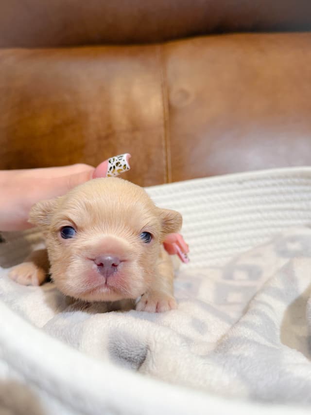 French Bulldog Puppies media 6