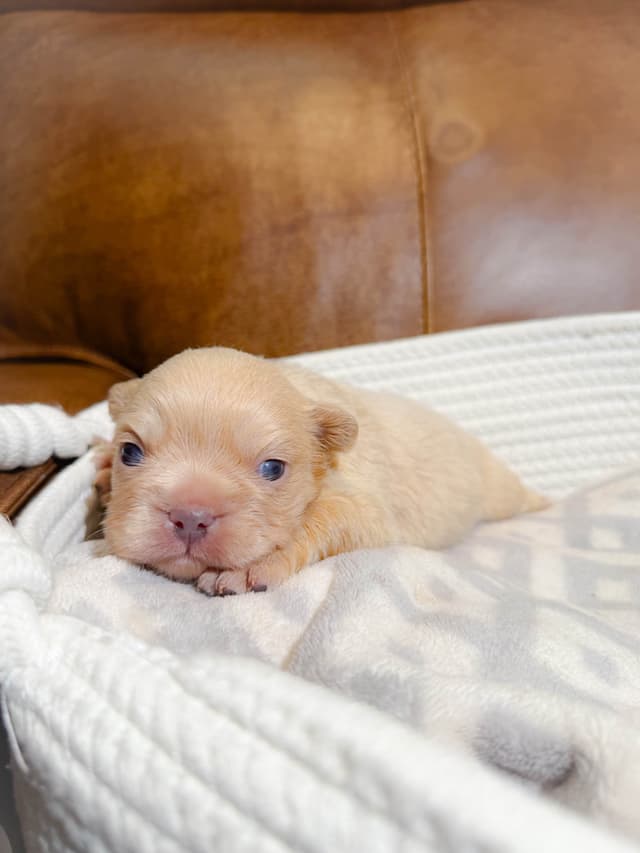 French Bulldog Puppies media 9