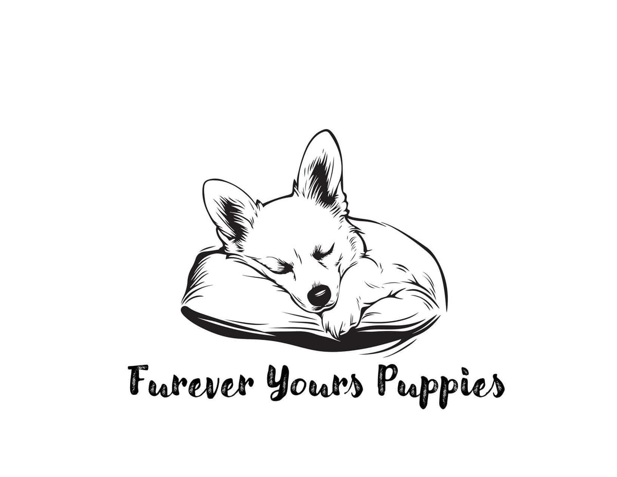 Genetic Tested CLEAR❤️🐾Pembroke Welsh Corgis❤️Text 717-297-7560 breeder image 7