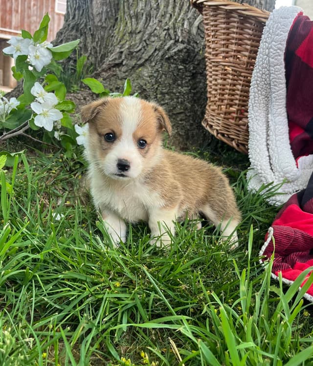 Genetic Tested CLEAR❤️🐾Pembroke Welsh Corgis❤️Text 717-297-7560 media 5