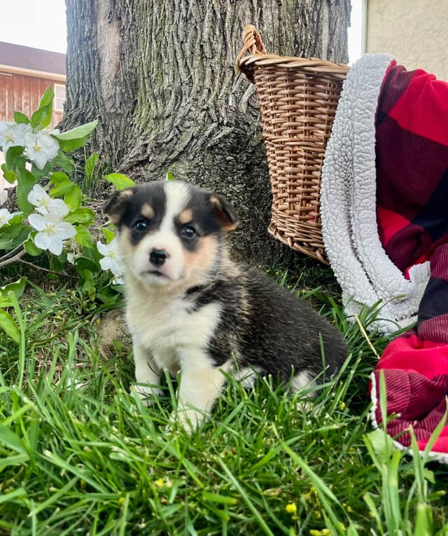 Genetic Tested CLEAR❤️🐾Pembroke Welsh Corgis❤️Text 717-297-7560 media 11