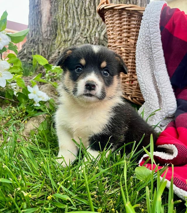 Genetic Tested CLEAR❤️🐾Pembroke Welsh Corgis❤️Text 717-297-7560 media 8