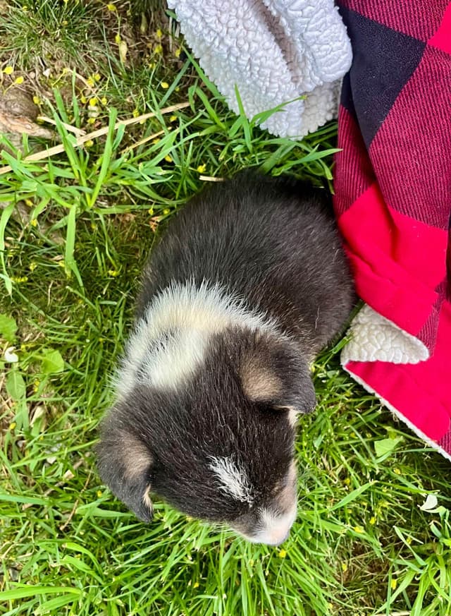 Genetic Tested CLEAR❤️🐾Pembroke Welsh Corgis❤️Text 717-297-7560 media 9