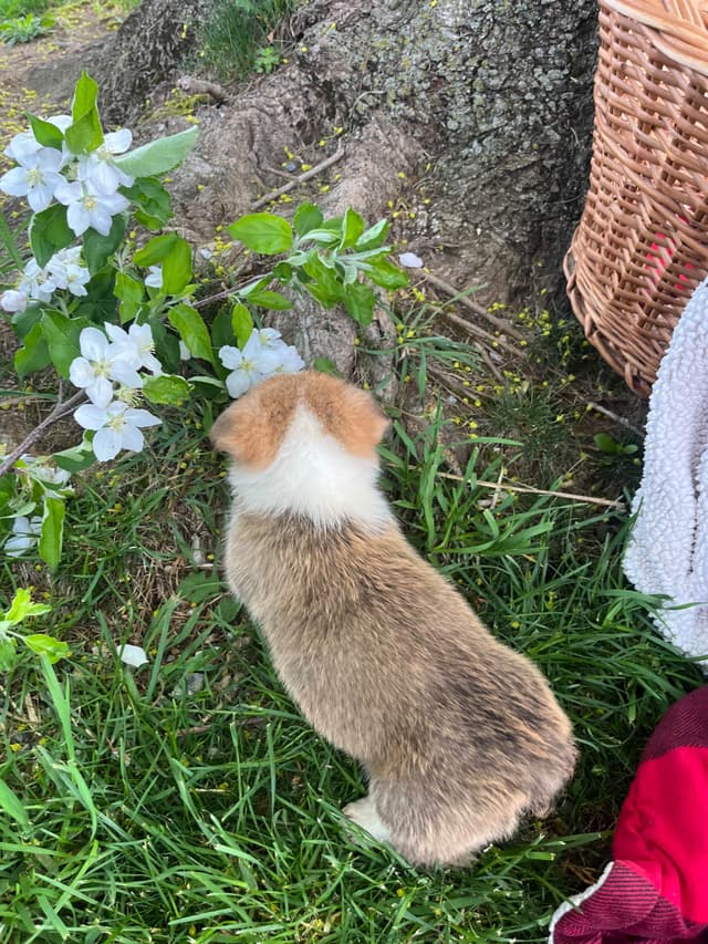 Genetic Tested CLEAR❤️🐾Pembroke Welsh Corgis❤️Text 717-297-7560 media 10