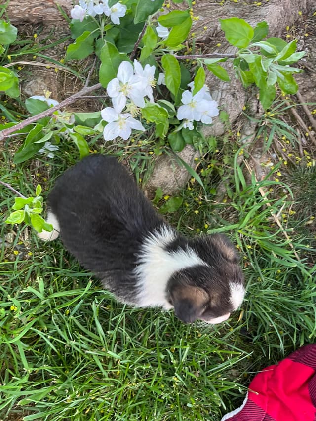 Genetic Tested CLEAR❤️🐾Pembroke Welsh Corgis❤️Text 717-297-7560 media 12