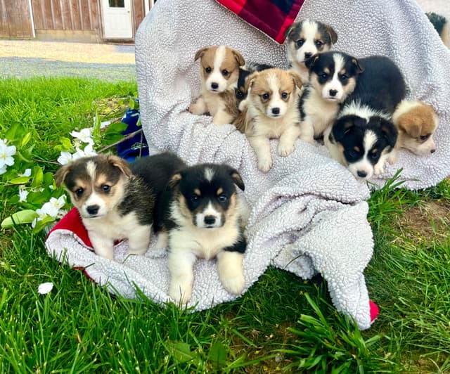 Genetic Tested CLEAR❤️🐾Pembroke Welsh Corgis❤️Text 717-297-7560 media 14
