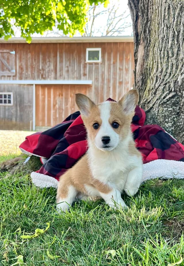 Genetic Tested CLEAR❤️🐾Pembroke Welsh Corgis❤️Text 717-297-7560 media 3