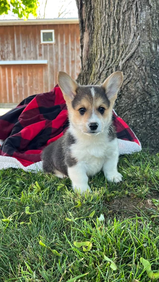 Genetic Tested CLEAR❤️🐾Pembroke Welsh Corgis❤️Text 717-297-7560 media 2