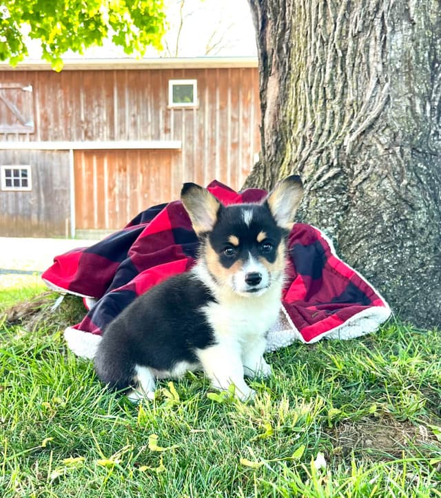 Genetic Tested CLEAR❤️🐾Pembroke Welsh Corgis❤️Text 717-297-7560 media 4