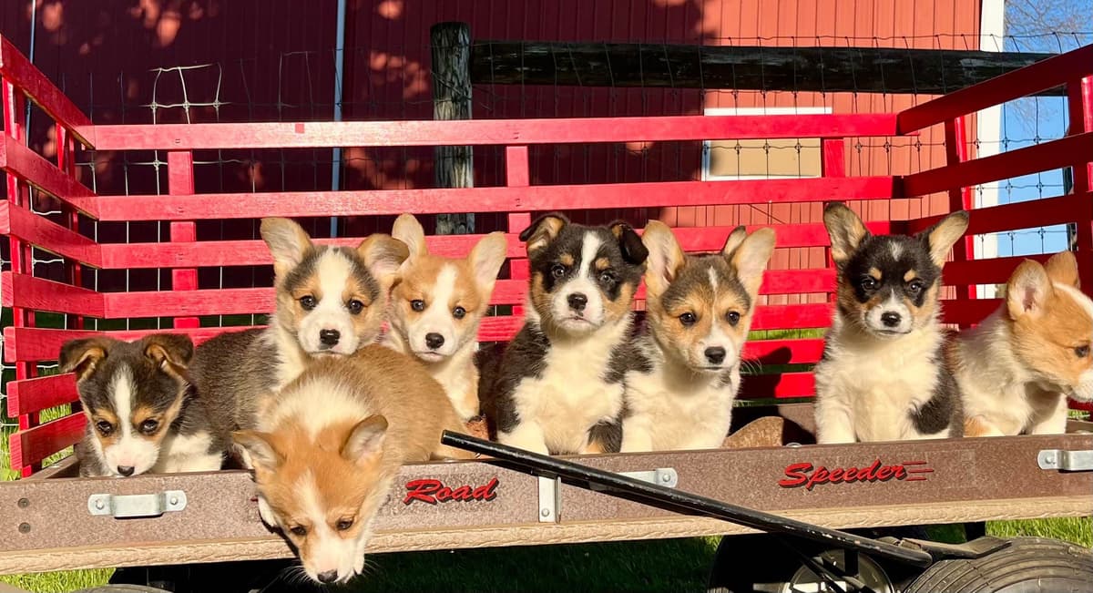 Genetic Tested CLEAR❤️🐾Pembroke Welsh Corgis❤️Text 717-297-7560 breeder image 5