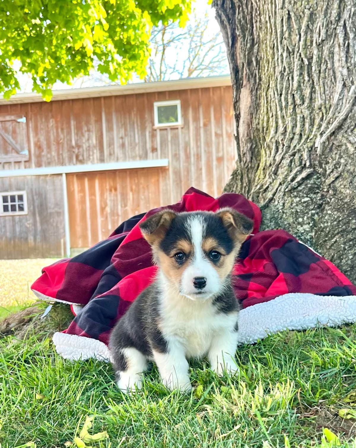 Genetic Tested CLEAR❤️🐾Pembroke Welsh Corgis❤️Text 717-297-7560 breeder image 6