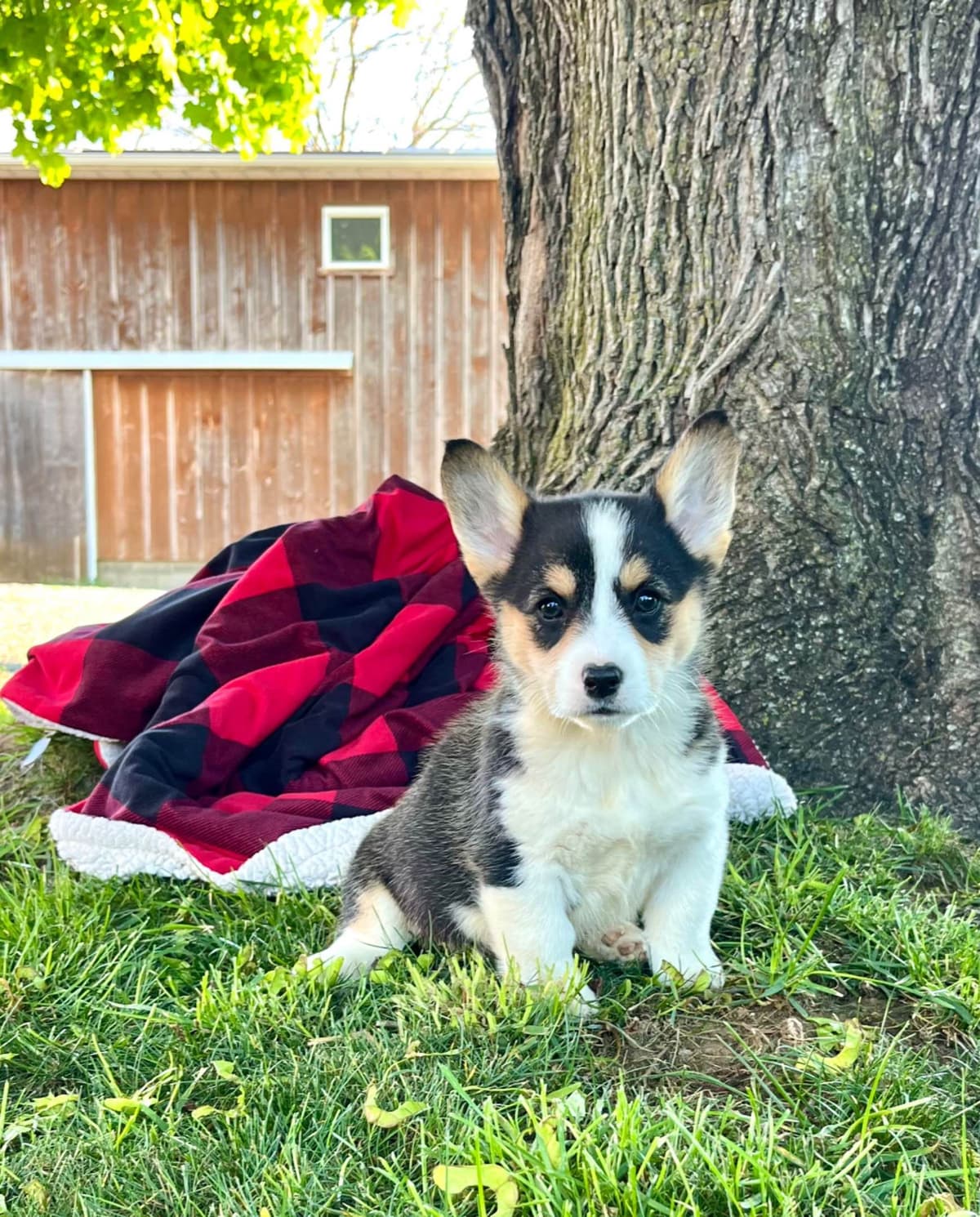 Genetic Tested CLEAR❤️🐾Pembroke Welsh Corgis❤️Text 717-297-7560 breeder image 4