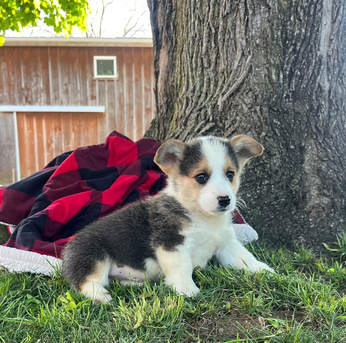 Genetic Tested CLEAR❤️🐾Pembroke Welsh Corgis❤️Text 717-297-7560 breeder image 2