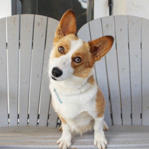 Genetic Tested CLEAR❤️🐾Pembroke Welsh Corgis❤️Text 717-297-7560 breeder image 8