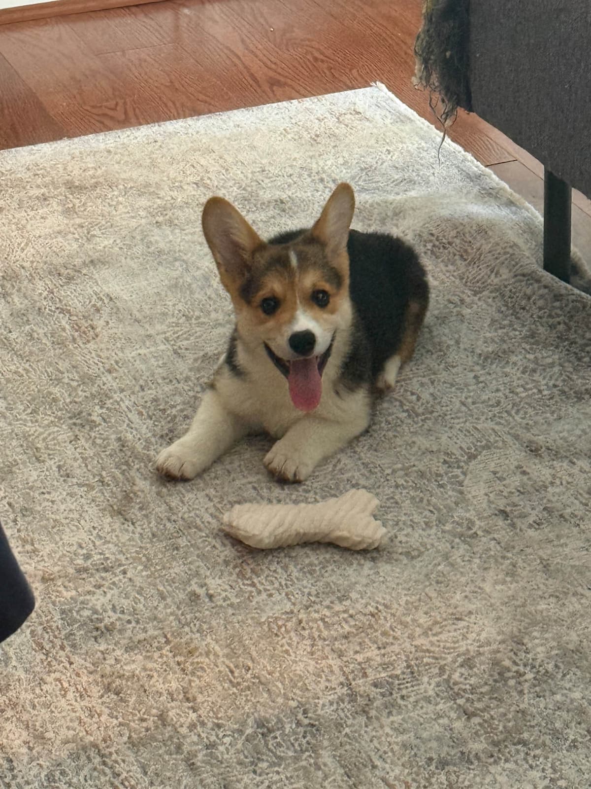 Genetic Tested CLEAR❤️🐾Pembroke Welsh Corgis❤️Text 717-297-7560 breeder image 10