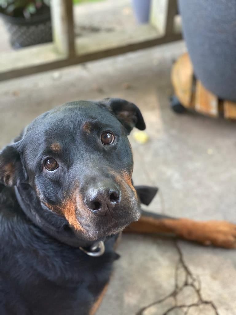 Rottweiler Puppies breeder image 1