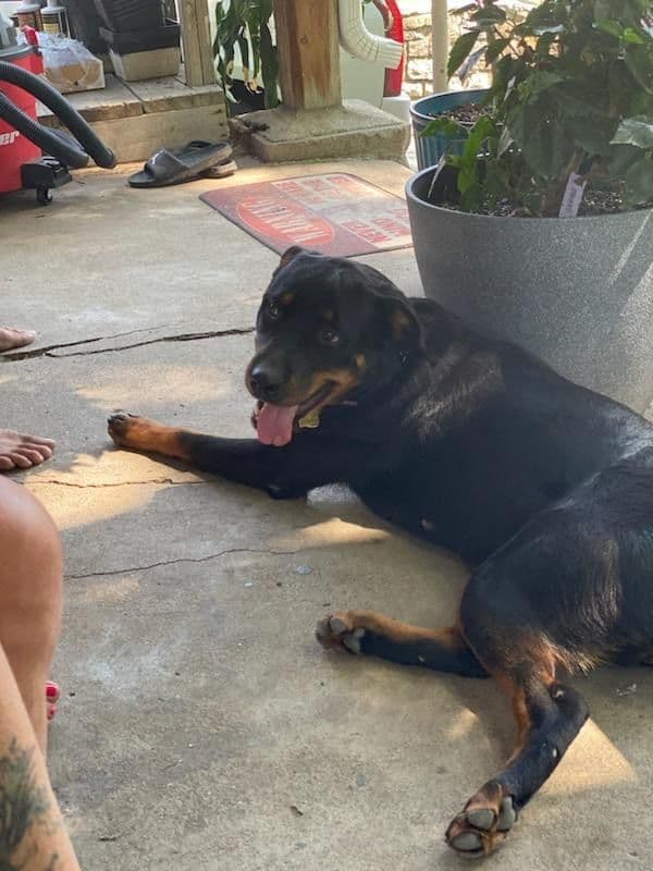 Rottweiler Puppies breeder image 2