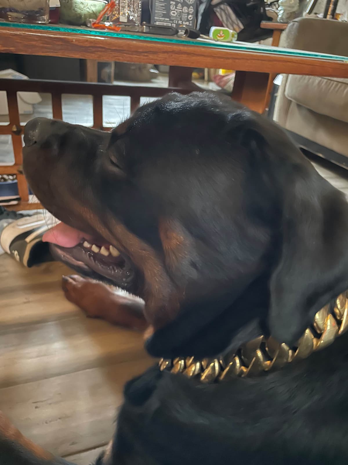 Rottweiler Puppies breeder image 4