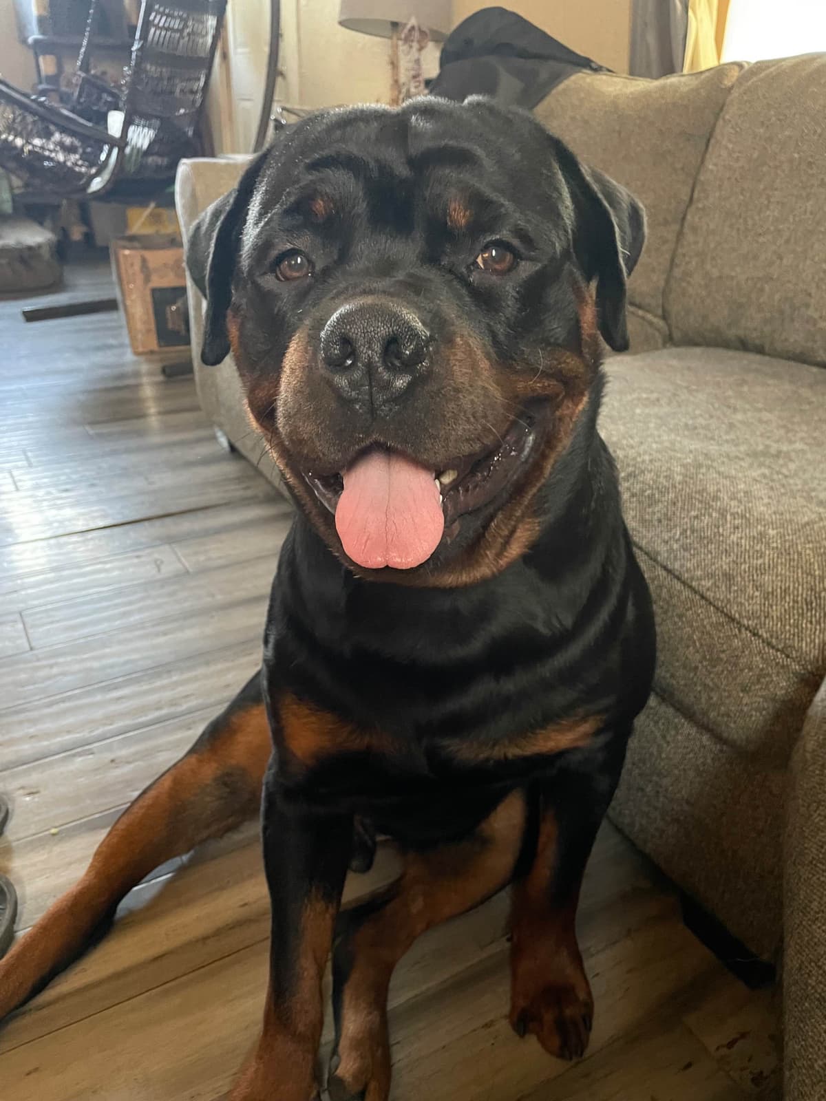 Rottweiler Puppies breeder image 5