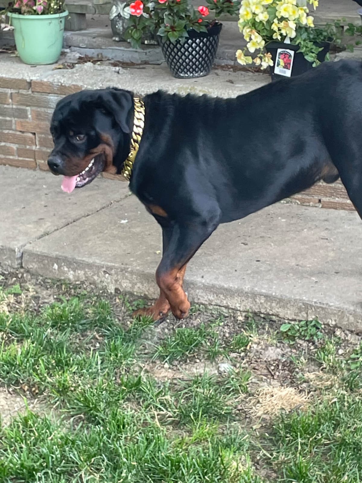 Rottweiler Puppies breeder image 6