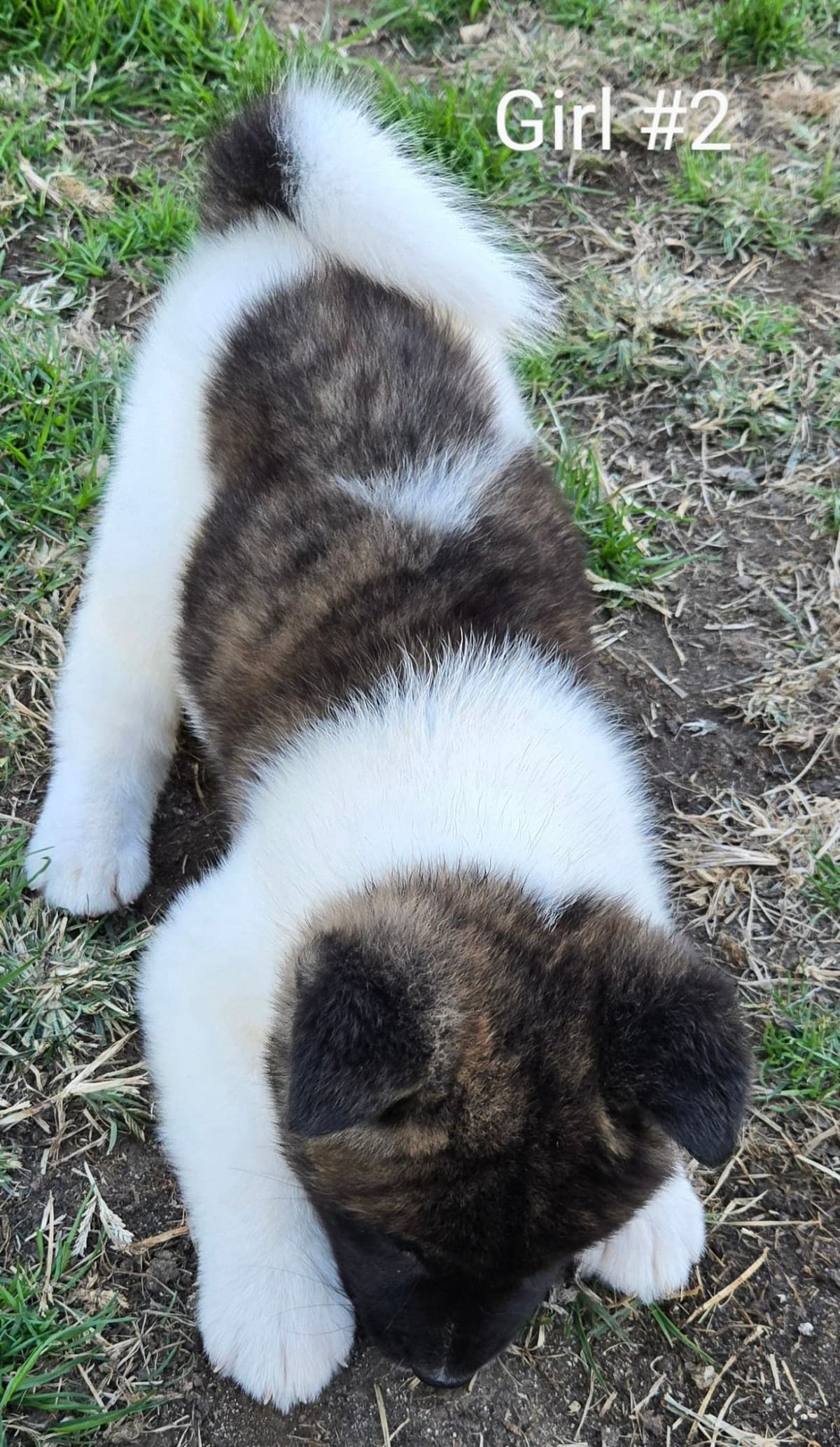 Akita Puppies breeder image 2