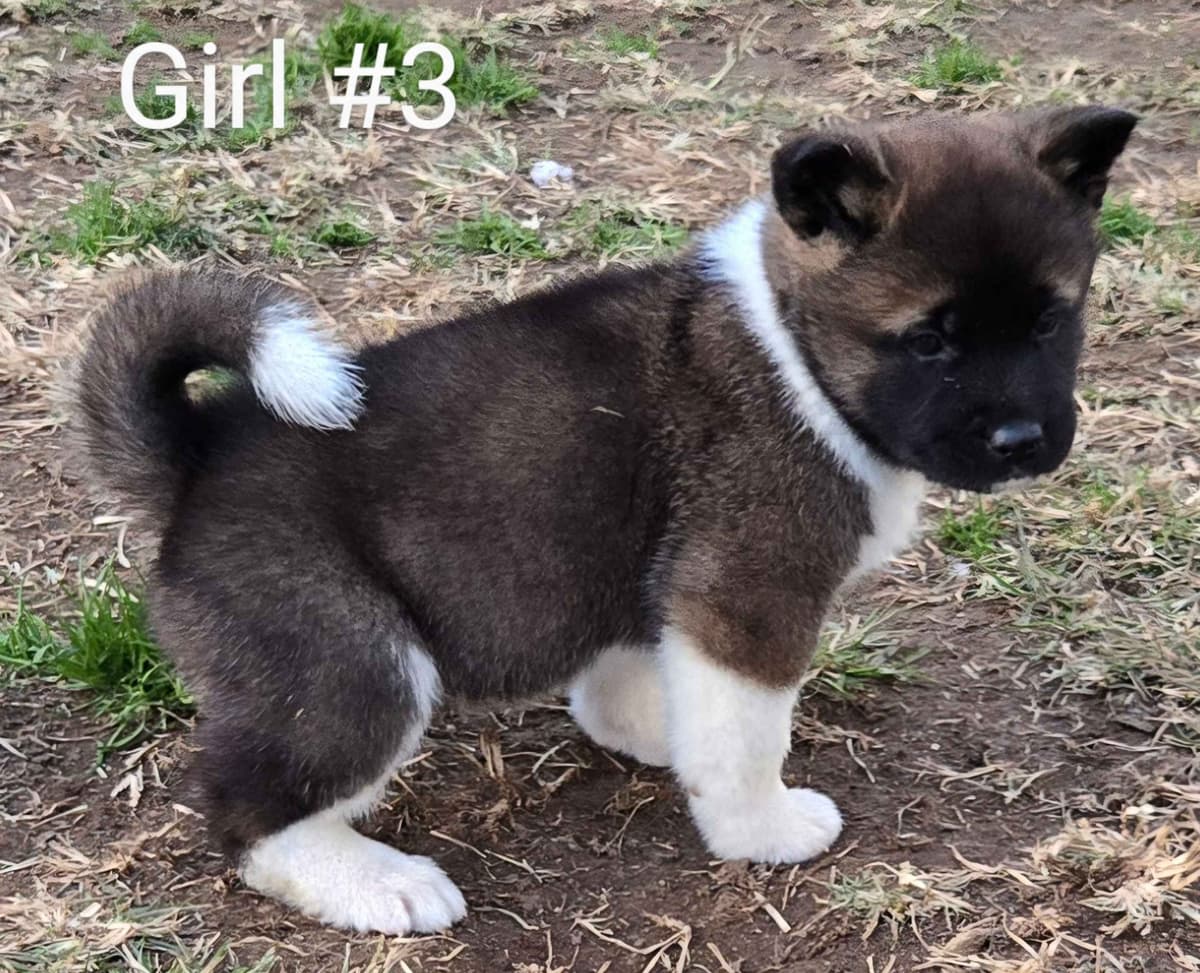 Akita Puppies breeder image 3