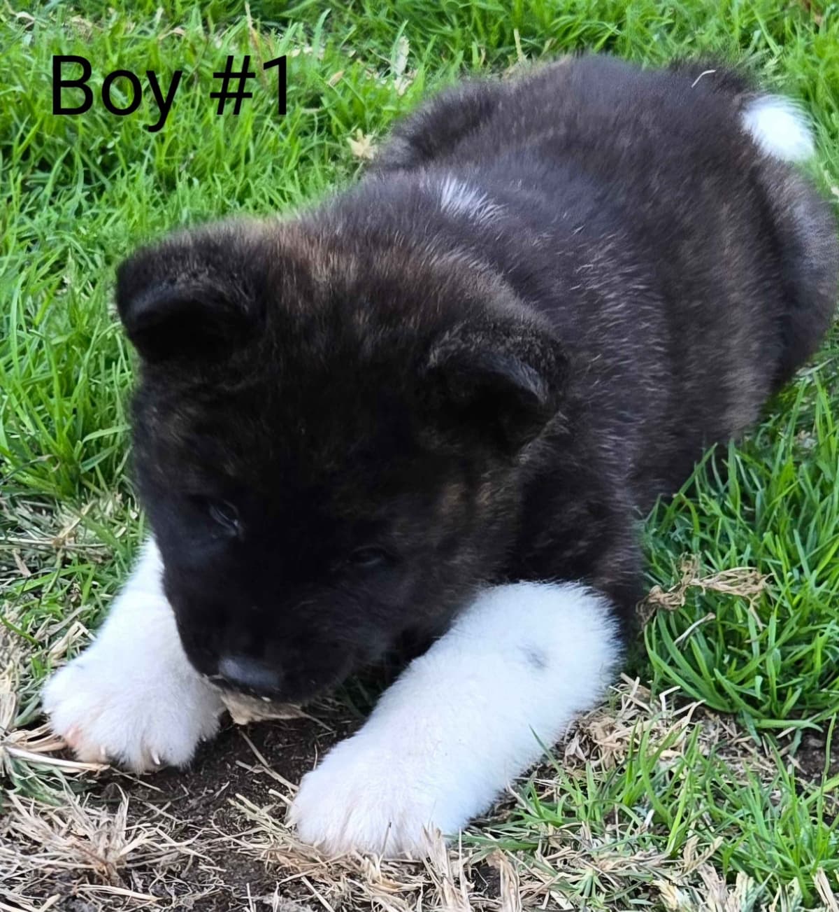 Akita Puppies breeder image 5