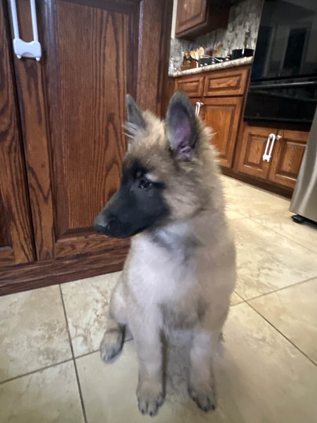 Belgian Tervuren Puppies media 2