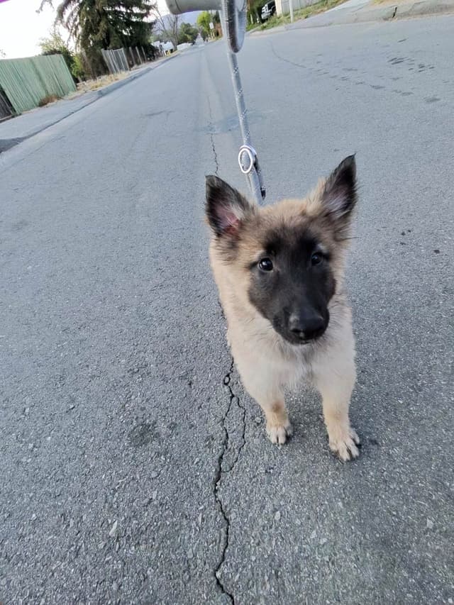 Belgian Tervuren Puppies media 3