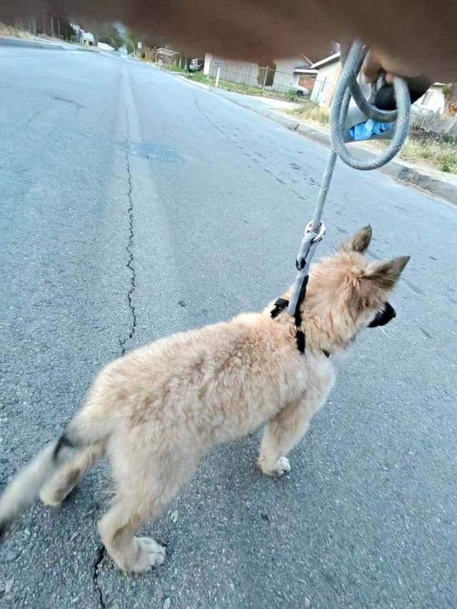 Belgian Tervuren Puppies media 4