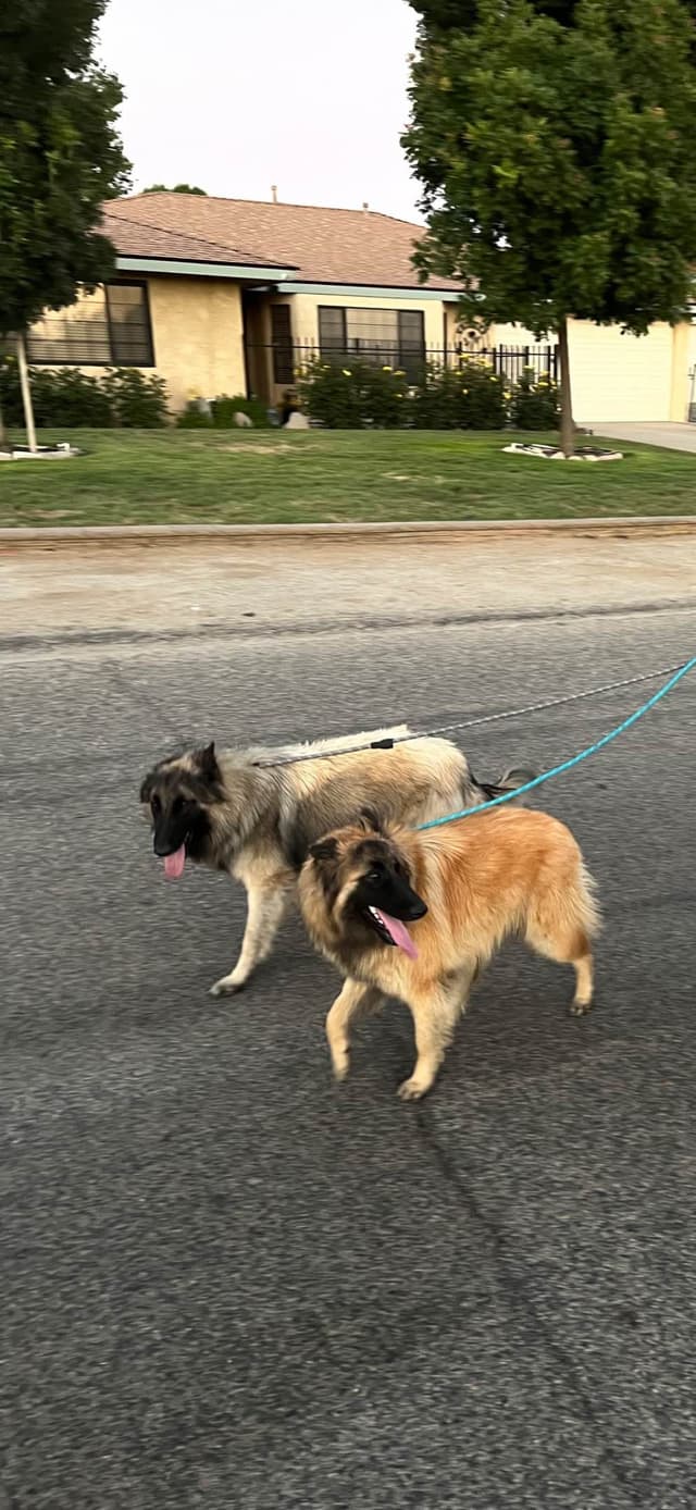 Belgian Tervuren Puppies media 5