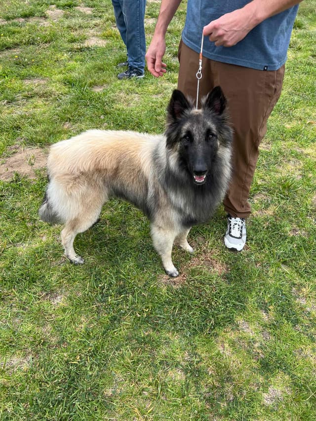 Belgian Tervuren Puppies media 6