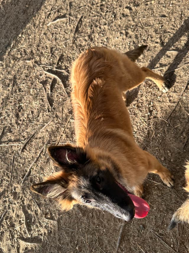 Belgian Tervuren Puppies media 10