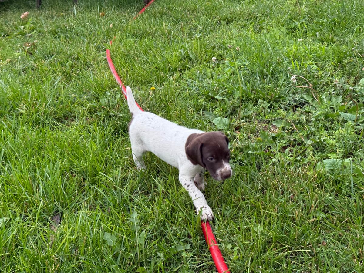 German Shorthaired Pointer Puppies breeder image 1