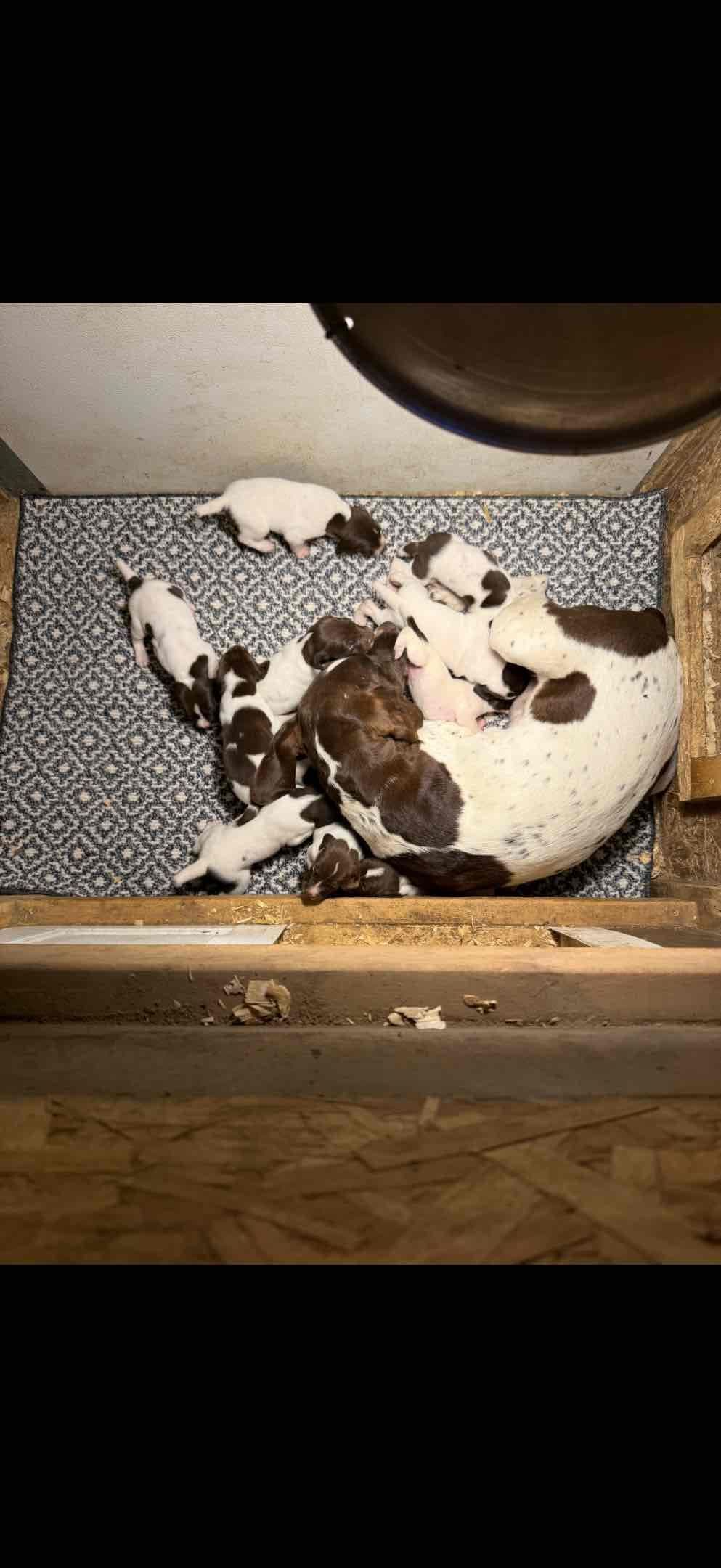 German Shorthaired Pointer Puppies breeder image 2